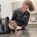 OHS Veterinarian working with a cat.