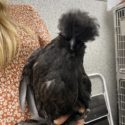 OHS staff member holding a black polish chicken.