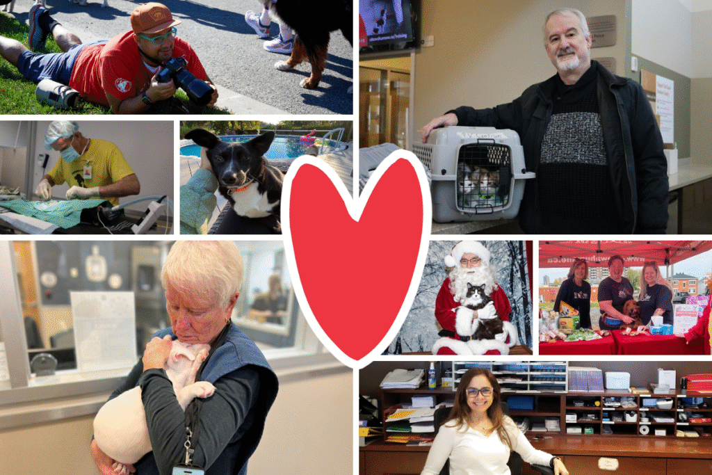 Collage of volunteers helping the animals