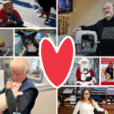 Collage of volunteers helping the animals